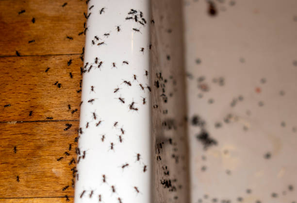 Best Pest Removal Services  in Chickamau, GA