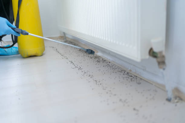 Best Pest Prevention Services  in Chickamau, GA