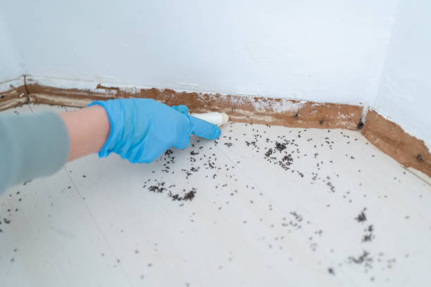 Reliable Chickamauga, GA Pest Control Solutions